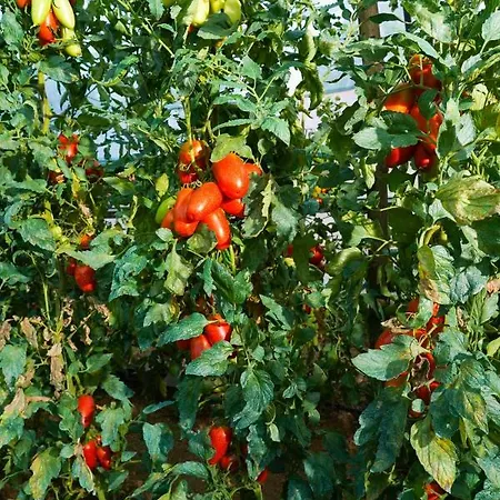 Fiorita بيت للعطل *